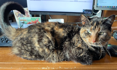 My cat Tabitha on my desk